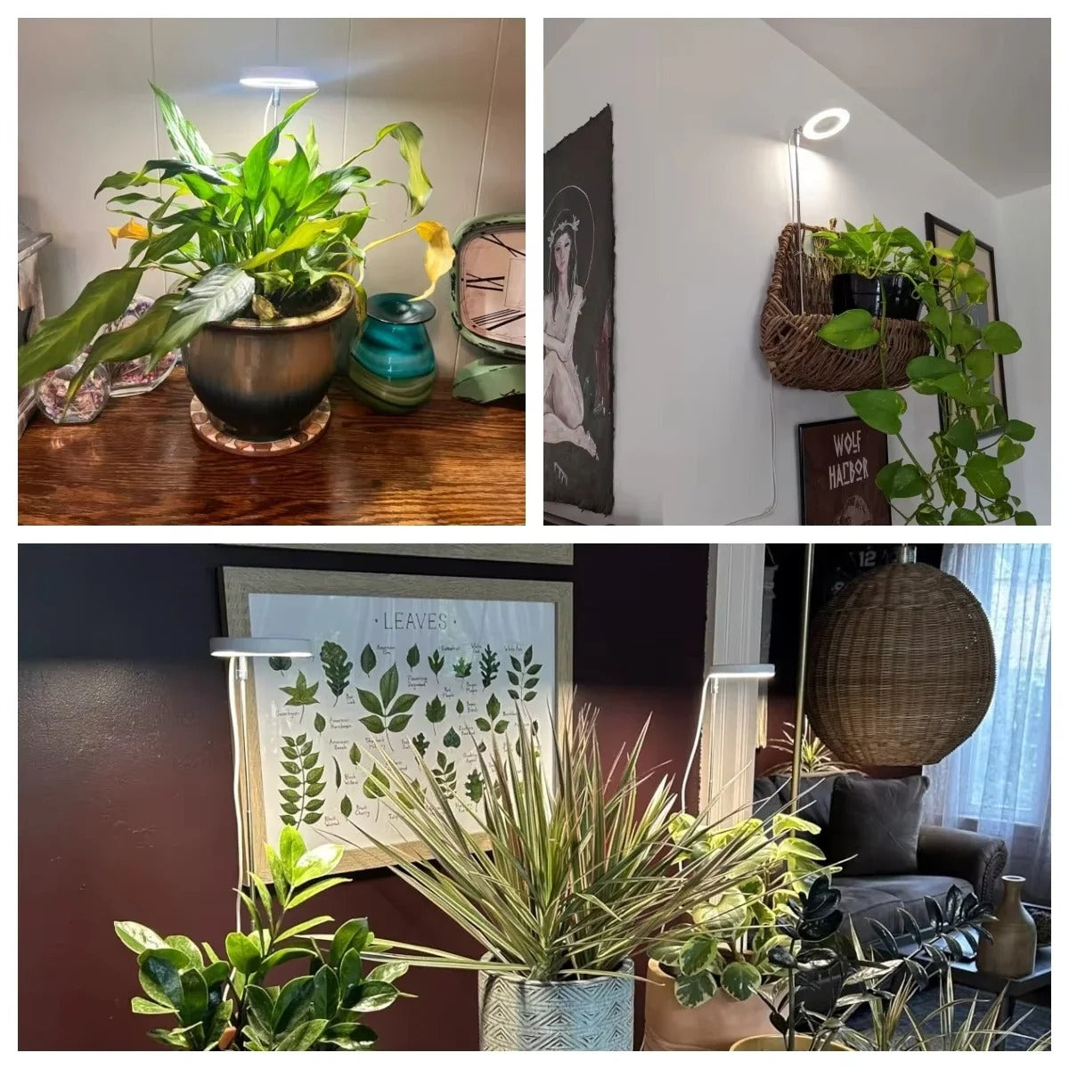 Indoor LED Plant Grow Lights with Stable Base - Adjustable Height & Full Spectrum Plant Lamp